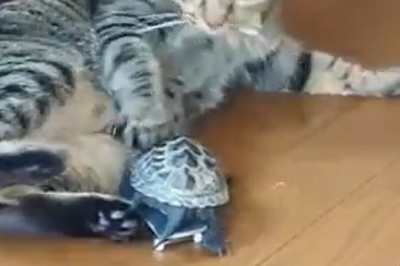 Hilarious Chase: Turtle Takes On Cat in Epic Showdown!