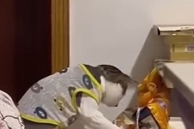 Hilarious Moments: Pets Being Their Silly Selves - Prepare to Laugh Non-Stop!