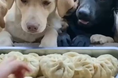 Hungry Pups Feast: Witness the Cutest Mealtime Chaos!