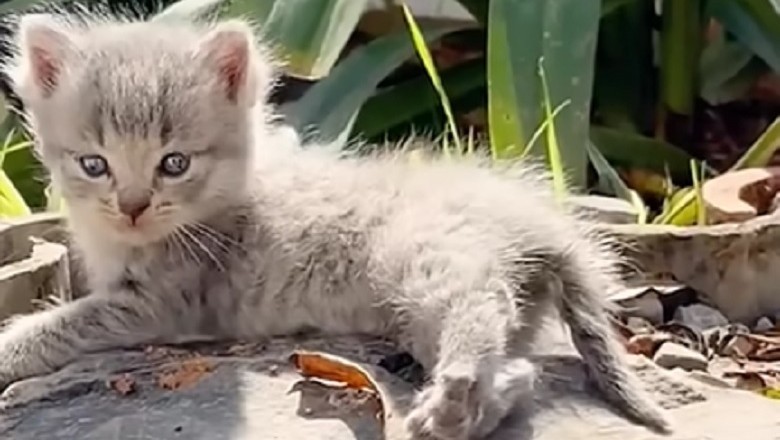 Miraculous Rescue: The Heartwarming Saga of Saving a Half-Dead Kitten Will Melt Your Heart!