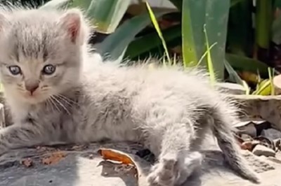Miraculous Rescue: The Heartwarming Saga of Saving a Half-Dead Kitten Will Melt Your Heart!