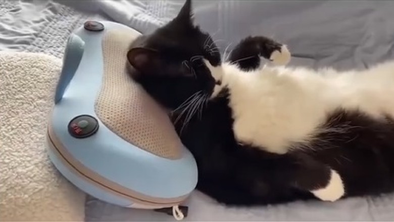 Pawlates: The Ultimate Guide to Cat Exercise and Fitness