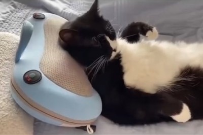 Pawlates: The Ultimate Guide to Cat Exercise and Fitness