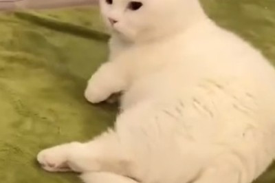 Purrfection: A Glimpse into the World of Pretty Cats