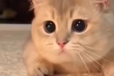 Tiny Paws, Big Heart: A Beautiful Small Cat's Tale