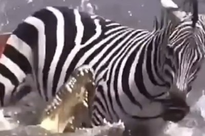 Unbelievable Footage: Crocodile's Hilarious Attempt to Catch Zebra in Water!
