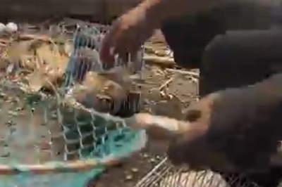 Unbelievable Footage: Watch as a Man Catches Birds with Lightning Reflexes!