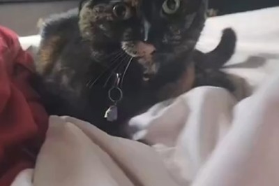 Whisker Wonders: The Purr-fectly Hilarious World of Funny Cats