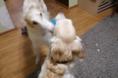 Paw-sitively Hilarious: A Doggone Good Time with Dogs at Play!