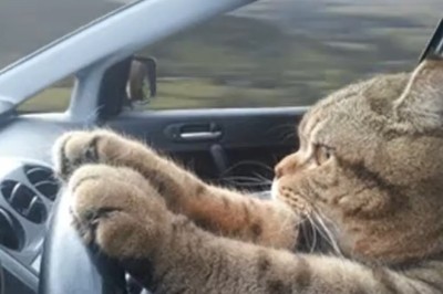 Purr-fectly Chauffeuring: Watch in Awe as Whiskers Takes the Wheel!
