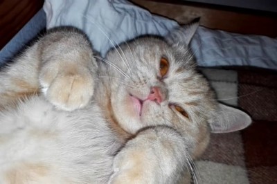 Purrfection Personified: The Adorable Antics of Our Lovely Cat!