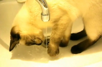 Siamo the Tap Connoisseur: A Cat's Epic Battle with H2O!
