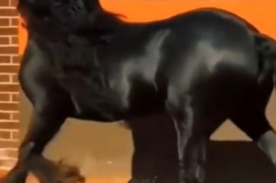 Unleash the Horse Power: A Hilarious Tribute to Greatness!