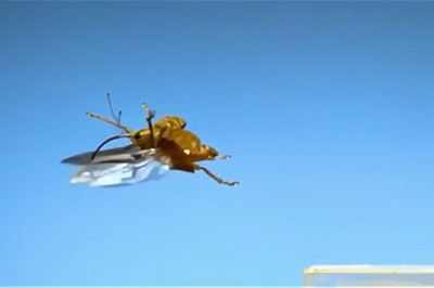 Buzzing Buffoonery: When an Ordinary Insect Takes Flight and Steals the Show!