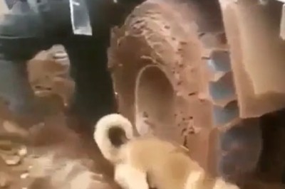 Digging Doggo Digs Debacle: Pooch's Playdate with Excavator Goes Hilariously Haywire!