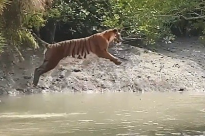Dive of the Tiger: Watch as This Majestic Beast Turns Into a Hilarious Water Acrobat!