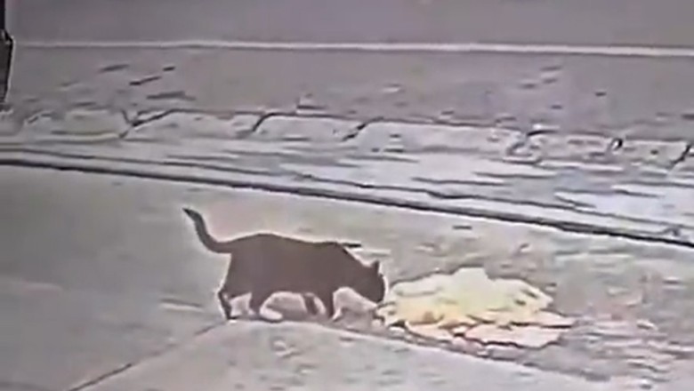 Fluffy Feline's Clever Con: Cat Convinces Stranger to Serve Breakfast in Hilarious Video!