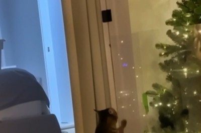 He's Not Playing With Toys, He's Playing With Physics! (Cat Edition)