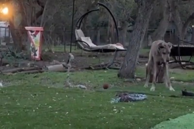 Hilarious Hijinks: Big Dog Mistakenly Thinks Small Dog is a Fluffy Bunny!