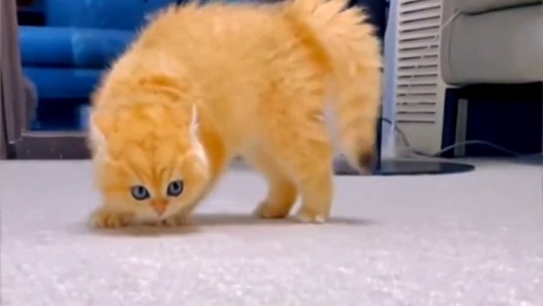 Michael Jackson, the Cat with the Moves! (You Won't Believe This!)