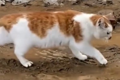 Muddy Paws and Hilarious Mishaps: The Epic Adventure of a Cat in a Sticky Situation!