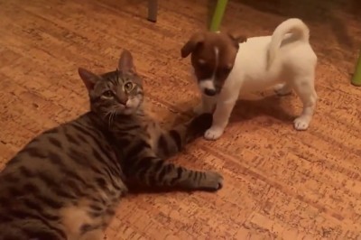 Silent Battle Royale: Cat and Dog Engage in Hilariously Quiet Fight!