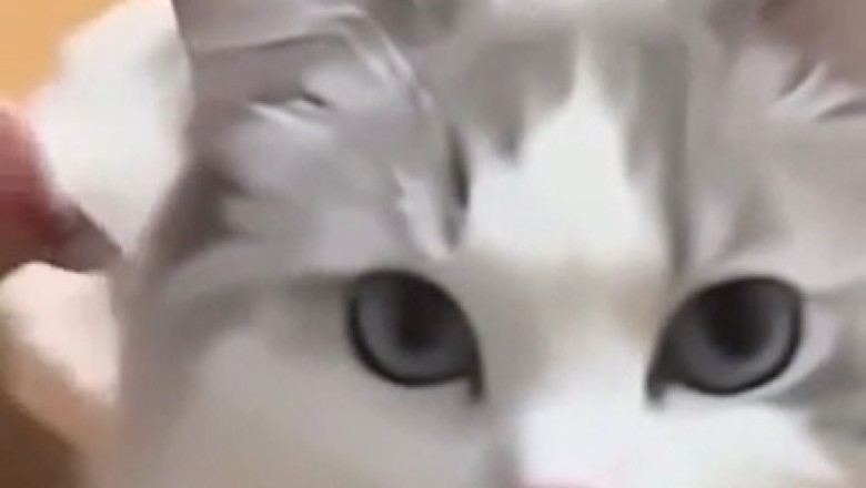 The Bravest Fluffy Hero: Fearless Cat Shows Incredible Acts of Kindness!