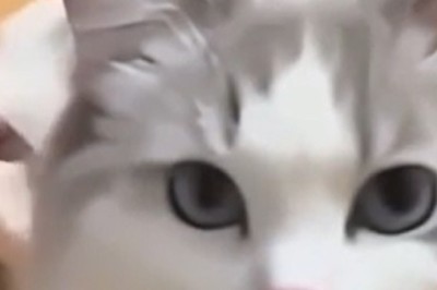 The Bravest Fluffy Hero: Fearless Cat Shows Incredible Acts of Kindness!