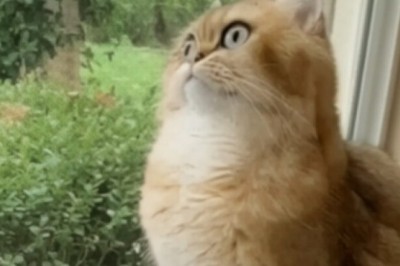 This Cat is SO Quiet, You'll Think He's a Stuffed Animal