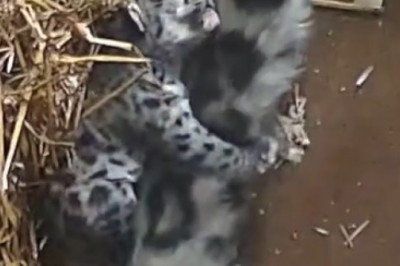 This Tiny Wild Cat Is Already a Drama Queen!