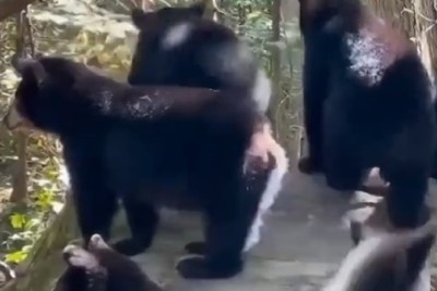 Tree-tastic Antics: Bears Channel Their Inner Monkey in Hilarious Climbing Extravaganza!