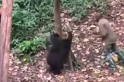 Wild Monkey Business: Hilarious High-Speed Chase Between Man and Mischievous Monkey!