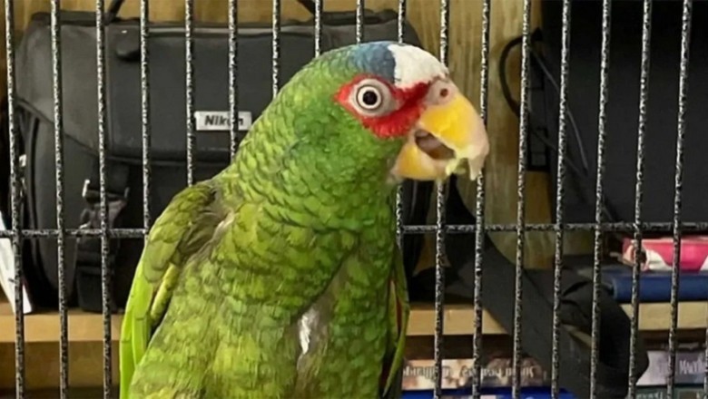 Foul-Mouthed Parrot Pepper Finds Love: The Heartwarming Tale That Will Melt Your Heart!