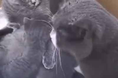 Hilarious Compilation of Silly Cats Will Have You in Stitches!