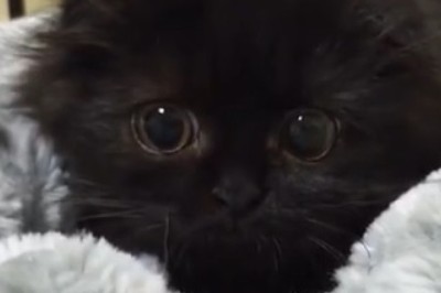 Meow-tiful Majesty: The Gorgeous Black Cat That Stole Our Hearts!