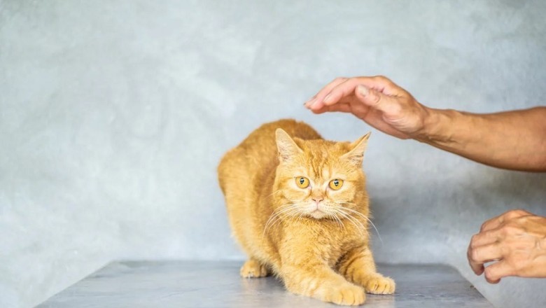 Nurturing Love: Strengthening the Bond with Your Feline Friend