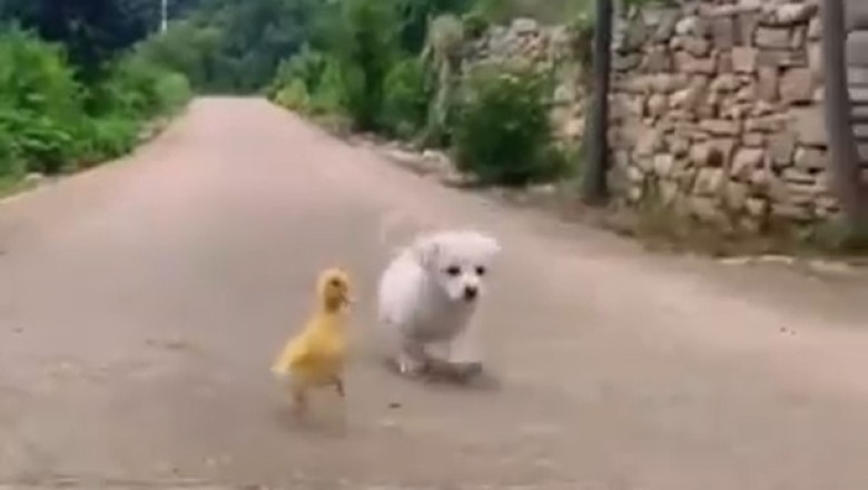 Paws and Peeps: A Small Dog and His Chick Pal Take on the World!