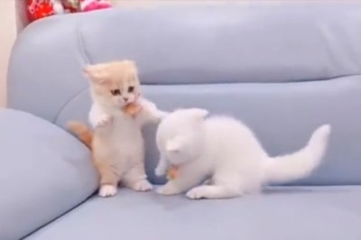 Paws-itively Hilarious: This Funny Kitten will Have You in Stitches!