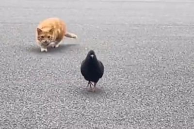 Pawsitively Purrrfect: Unleashing the Most Hilarious and Powerful Moments of Cats!