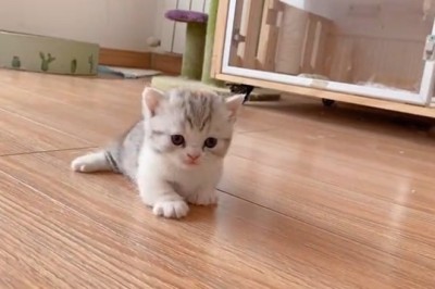 Purr-fectly Adorable: The Cutest Kittens Bringing Some Serious Cuteness Overload!