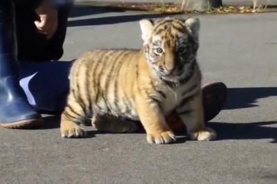 Roars of Laughter: Watch This Small Tiger and its Owner in the Cutest and Funniest Duo Ever!