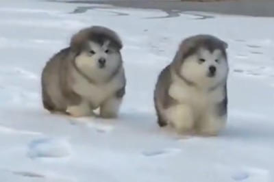 Tiny Paws, Big Adventures: Miniature Dogs Take on the Snow!