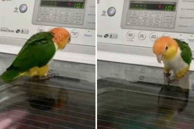 Bird Goes Bonkers Over Washing Machine! You Won't Believe What Happens Next!