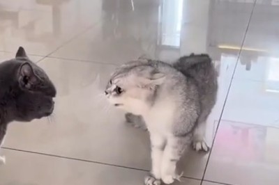 Epic Battle Royale: Two Cats Engage in a Hilarious Wrestling Match!