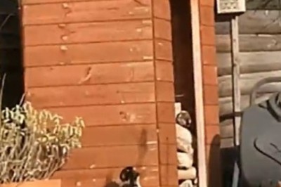Furry Friends Face Off: Watch This Hilarious Encounter Between a Cat and a Sly Fox!