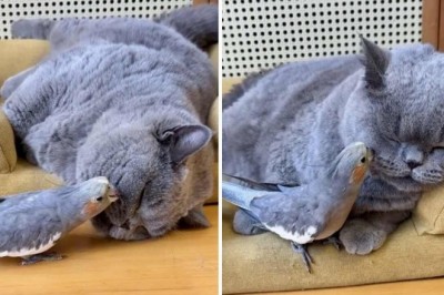 Heartwarming Video Shows Bird Grooming Cat's Fur