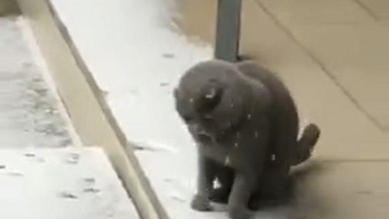Hilarious Cat Attempts to Drink Rainwater in the Most Ridiculous Way!