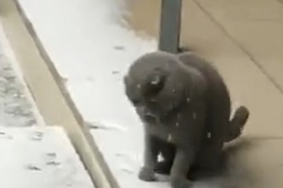 Hilarious Cat Attempts to Drink Rainwater in the Most Ridiculous Way!