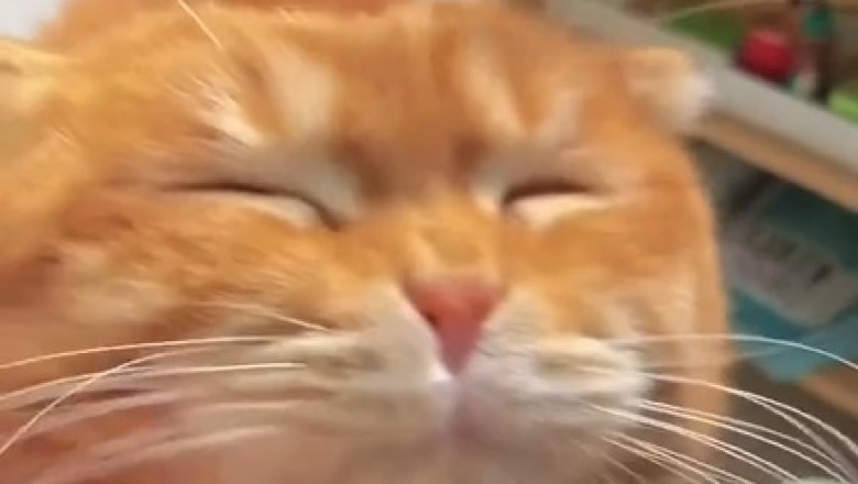 Hot Stuff: When a Cat has a Temperature, Hilarity Ensues!