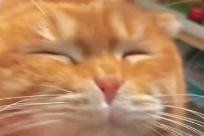 Hot Stuff: When a Cat has a Temperature, Hilarity Ensues!